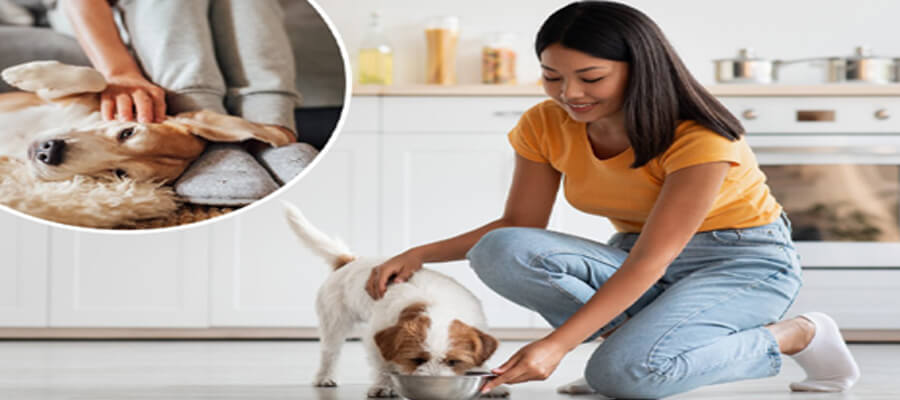 "Common Mistakes Puppy Owners Make and How to Avoid Them: Essential Tips for Success"